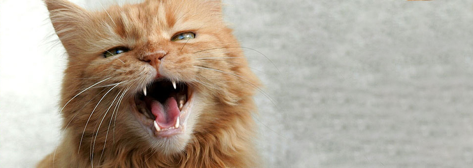 Dentihex cat