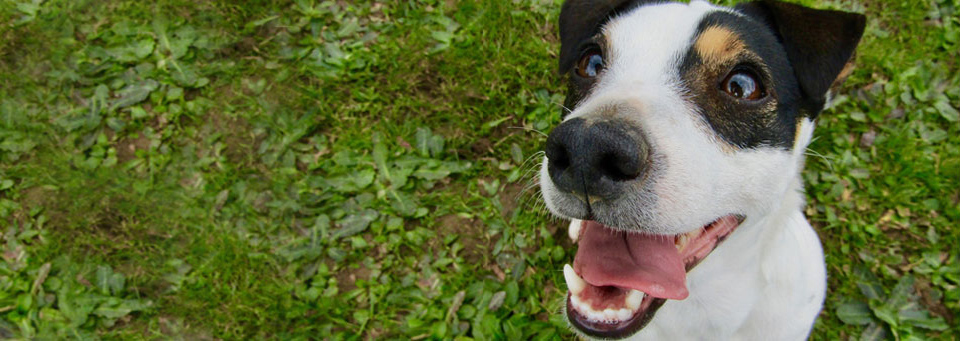 Dentihex dog
