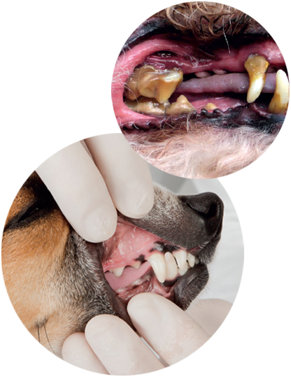 Dentihex - Periodontal disease