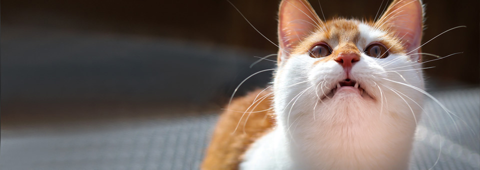 Dentihex cat