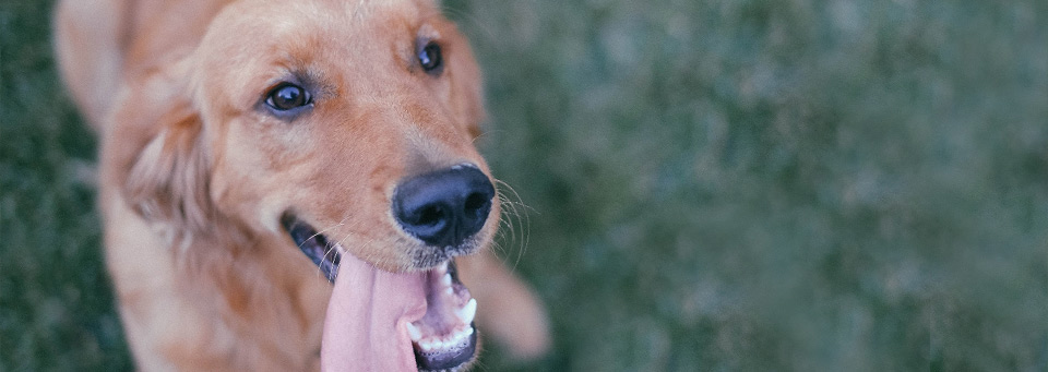 Dentihex dog