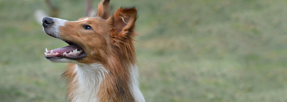 Dentihex dog